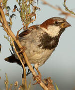 House Sparrow