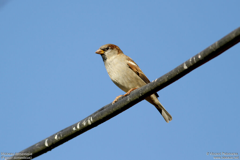 Moineau domestique mâle