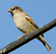 House Sparrow