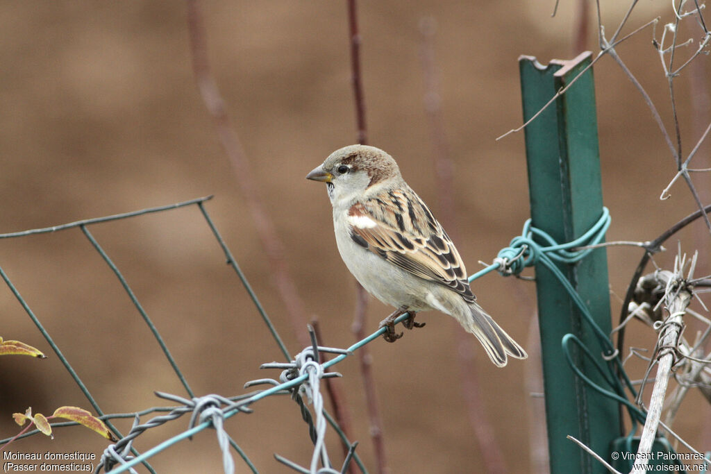 House Sparrow