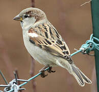 House Sparrow