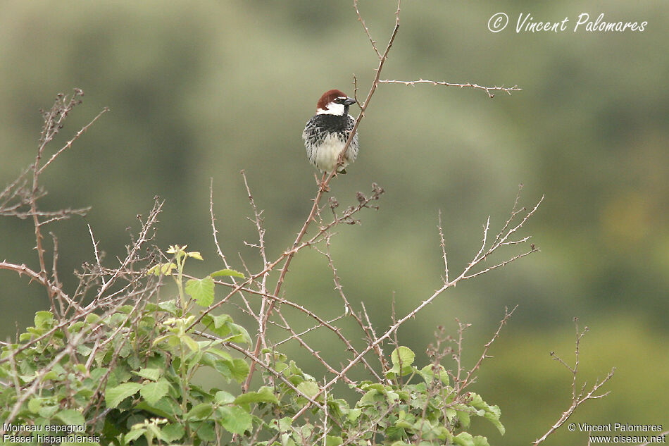 Spanish Sparrow male adult