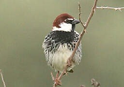 Spanish Sparrow