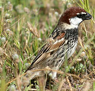 Spanish Sparrow