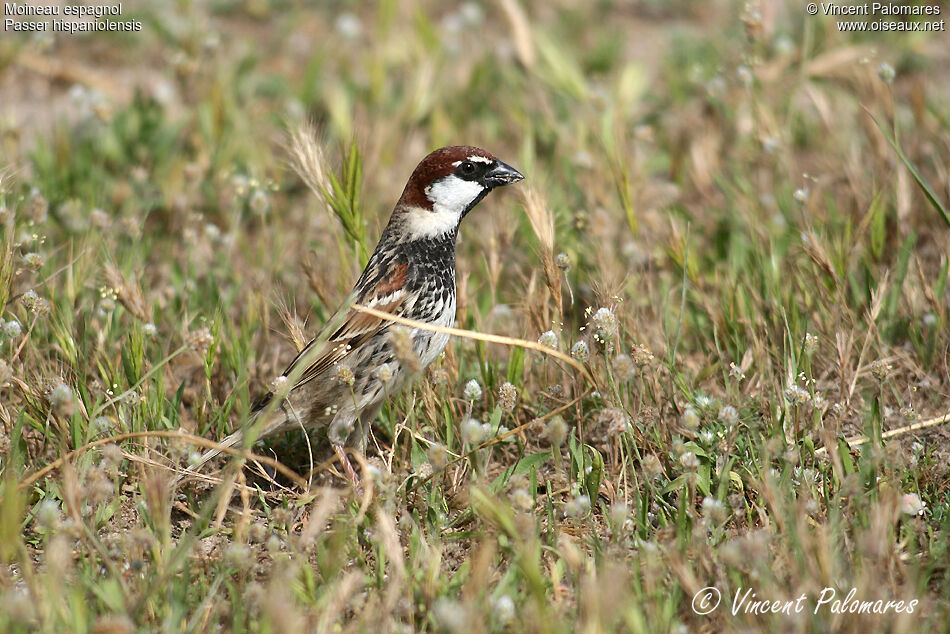 Spanish Sparrow male adult