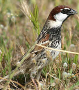 Spanish Sparrow