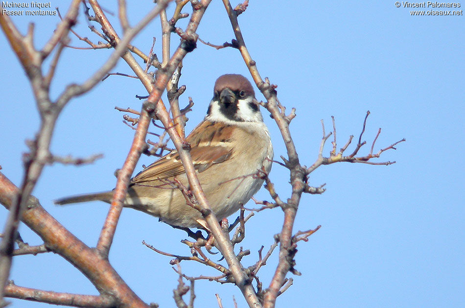 Eurasian Tree Sparrow