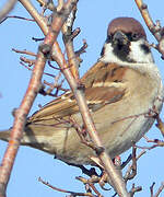 Eurasian Tree Sparrow