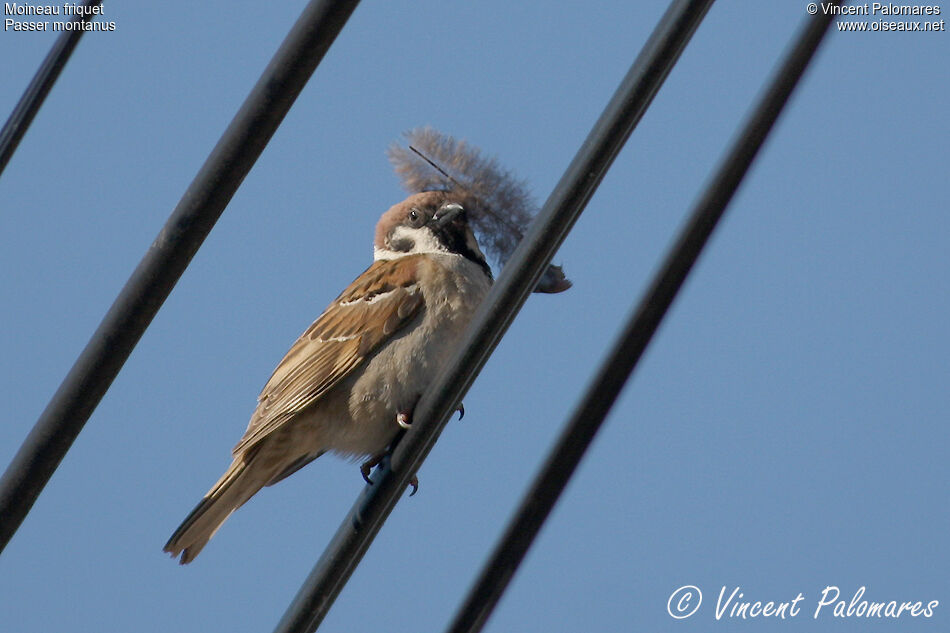 Eurasian Tree Sparrowadult, Reproduction-nesting