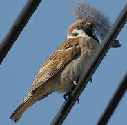 Eurasian Tree Sparrow