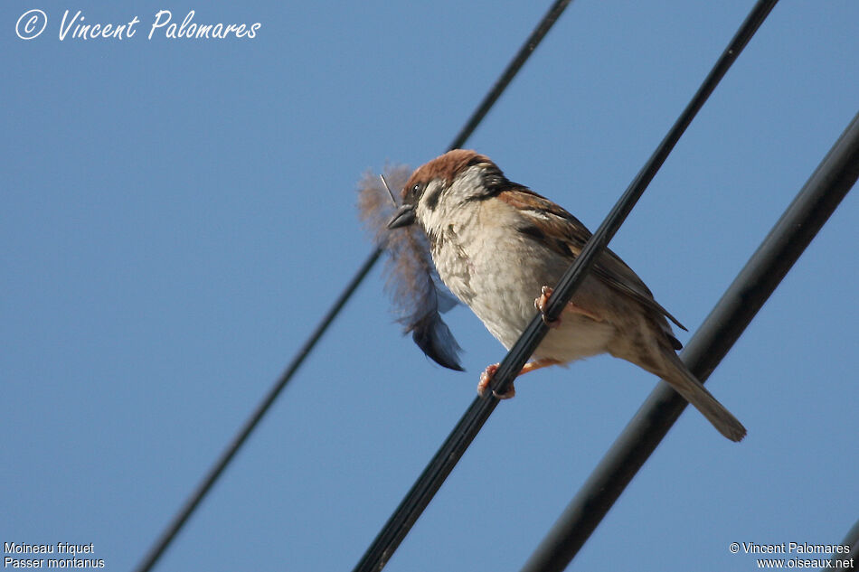 Eurasian Tree Sparrowadult, Reproduction-nesting