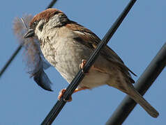 Eurasian Tree Sparrow