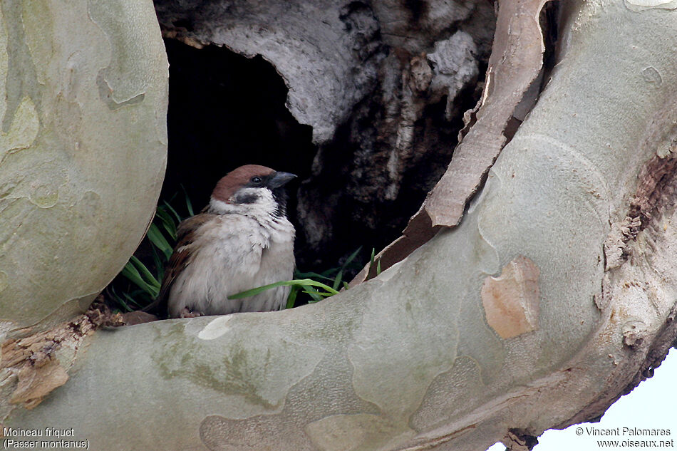 Moineau friquet