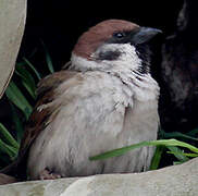 Eurasian Tree Sparrow