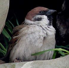 Moineau friquet