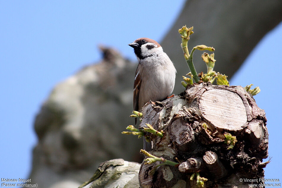 Moineau friquet