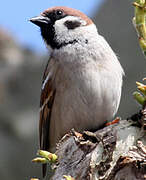 Eurasian Tree Sparrow