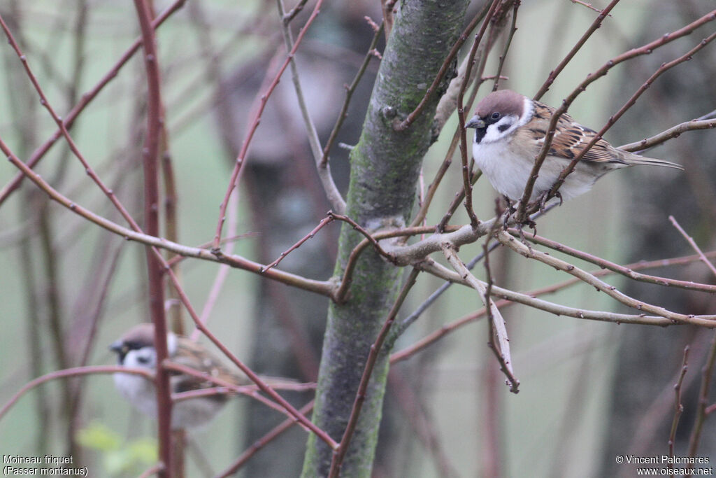 Eurasian Tree Sparrow