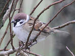 Moineau friquet