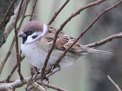 Eurasian Tree Sparrow