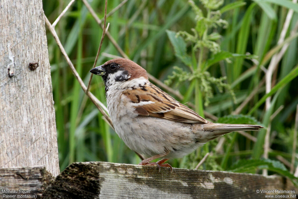 Moineau friquet