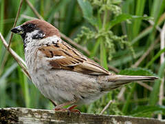 Eurasian Tree Sparrow