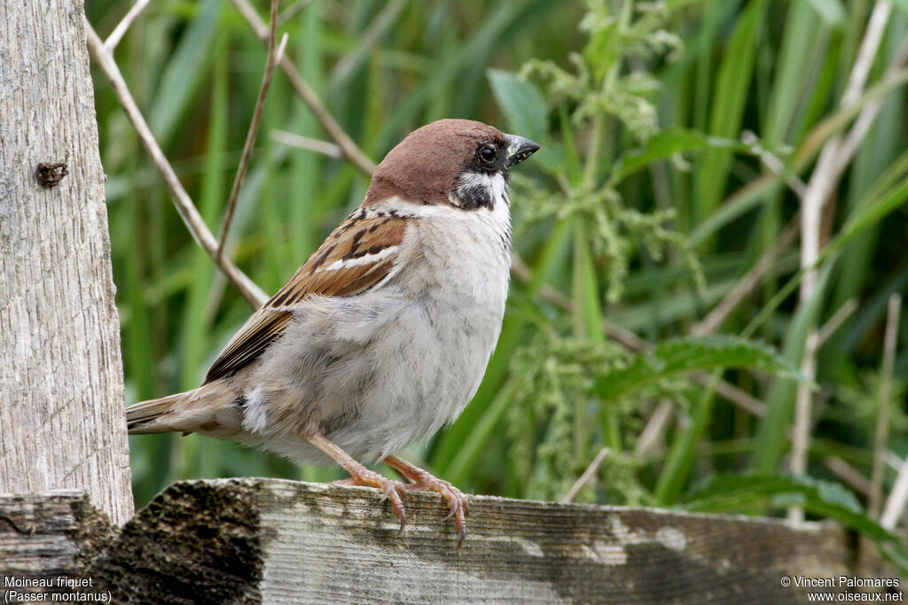 Eurasian Tree Sparrow