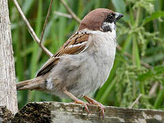 Eurasian Tree Sparrow