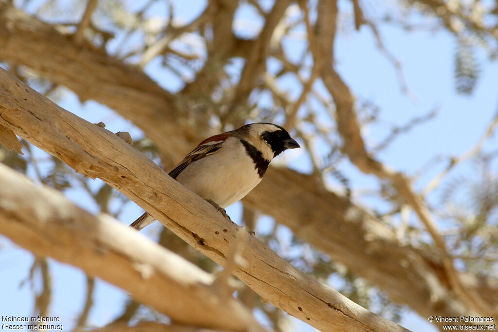 Cape Sparrow