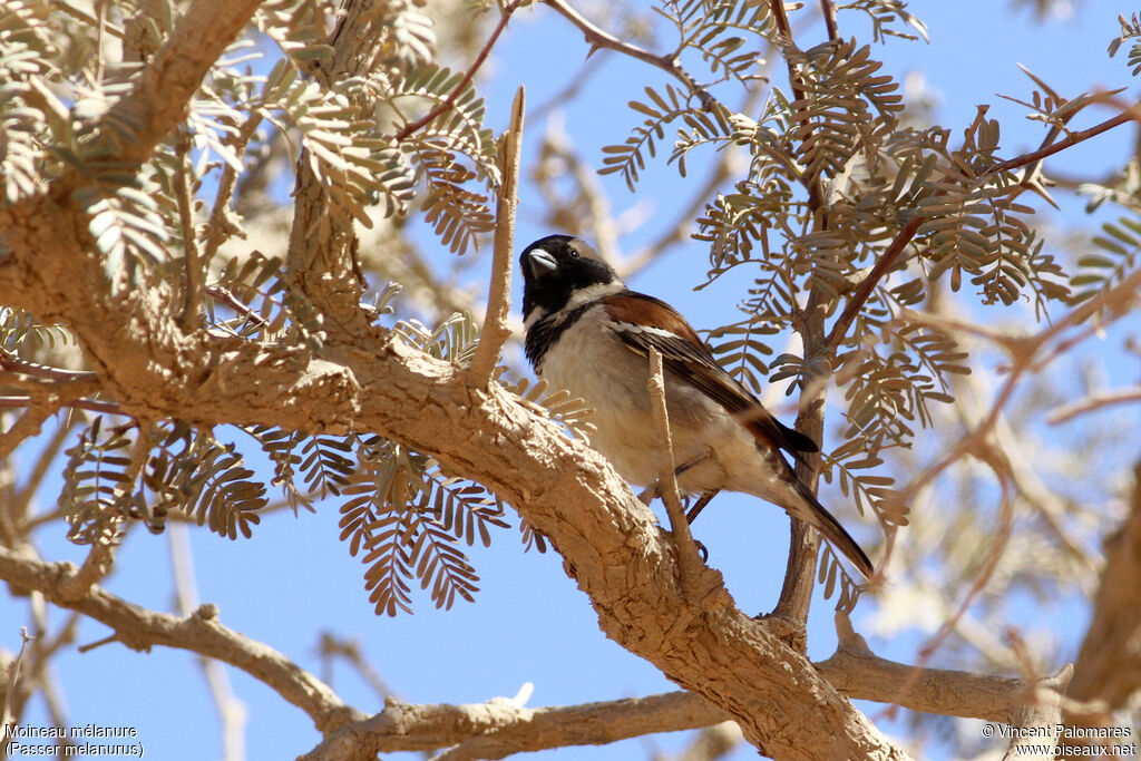 Moineau mélanure