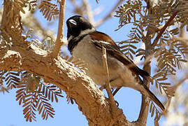 Cape Sparrow