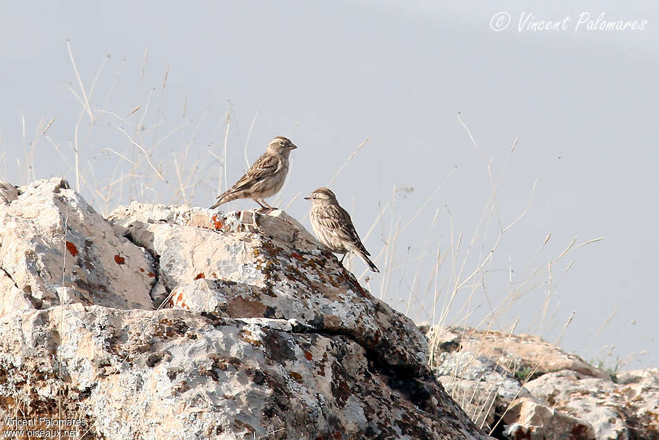 Moineau soulcieadulte nuptial, habitat