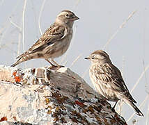 Rock Sparrow