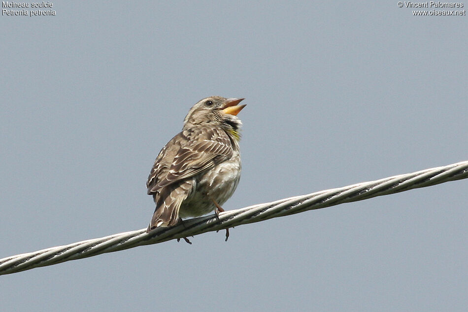 Rock Sparrow