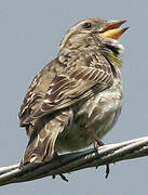 Rock Sparrow