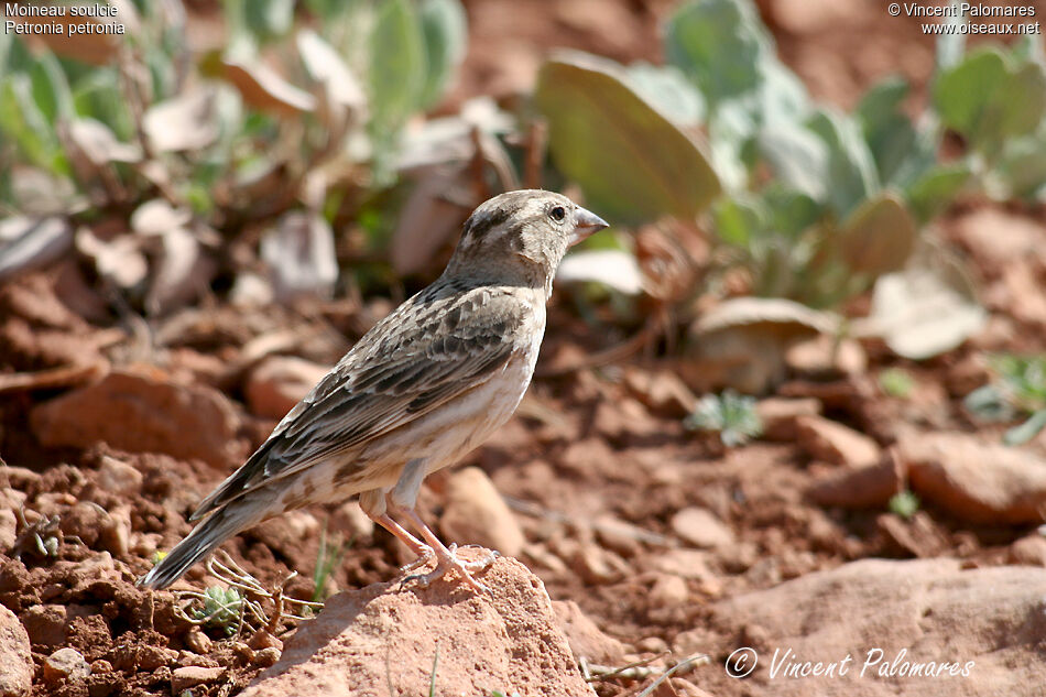 Rock Sparrow