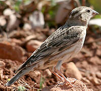 Rock Sparrow