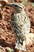 Rock Sparrow