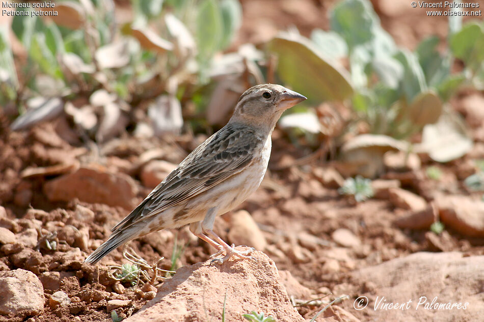 Rock Sparrow