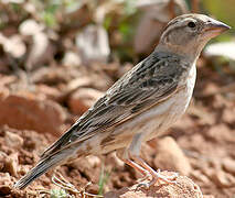 Rock Sparrow