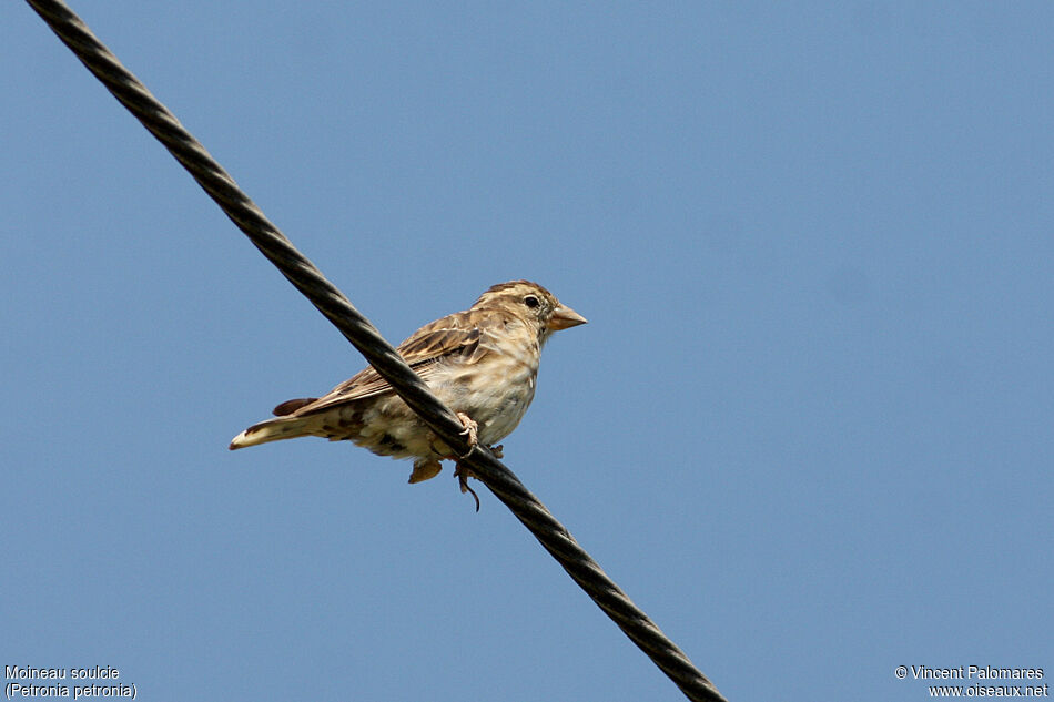 Rock Sparrow