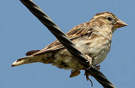 Rock Sparrow