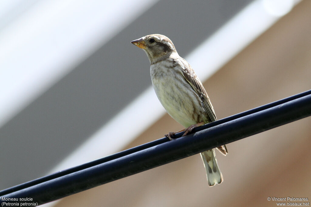 Rock Sparrow