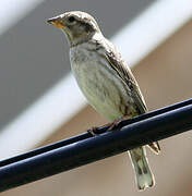 Rock Sparrow