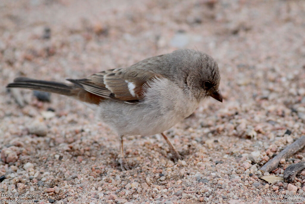 Southern Grey-headed Sparrow