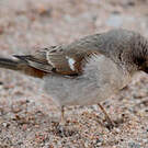 Moineau sud-africain