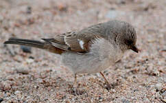 Moineau sud-africain