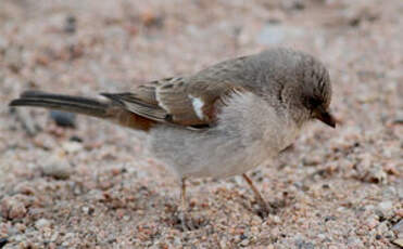 Moineau sud-africain