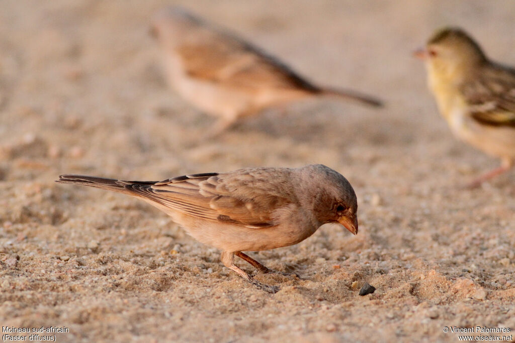 Southern Grey-headed Sparrow