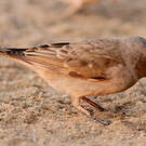 Moineau sud-africain